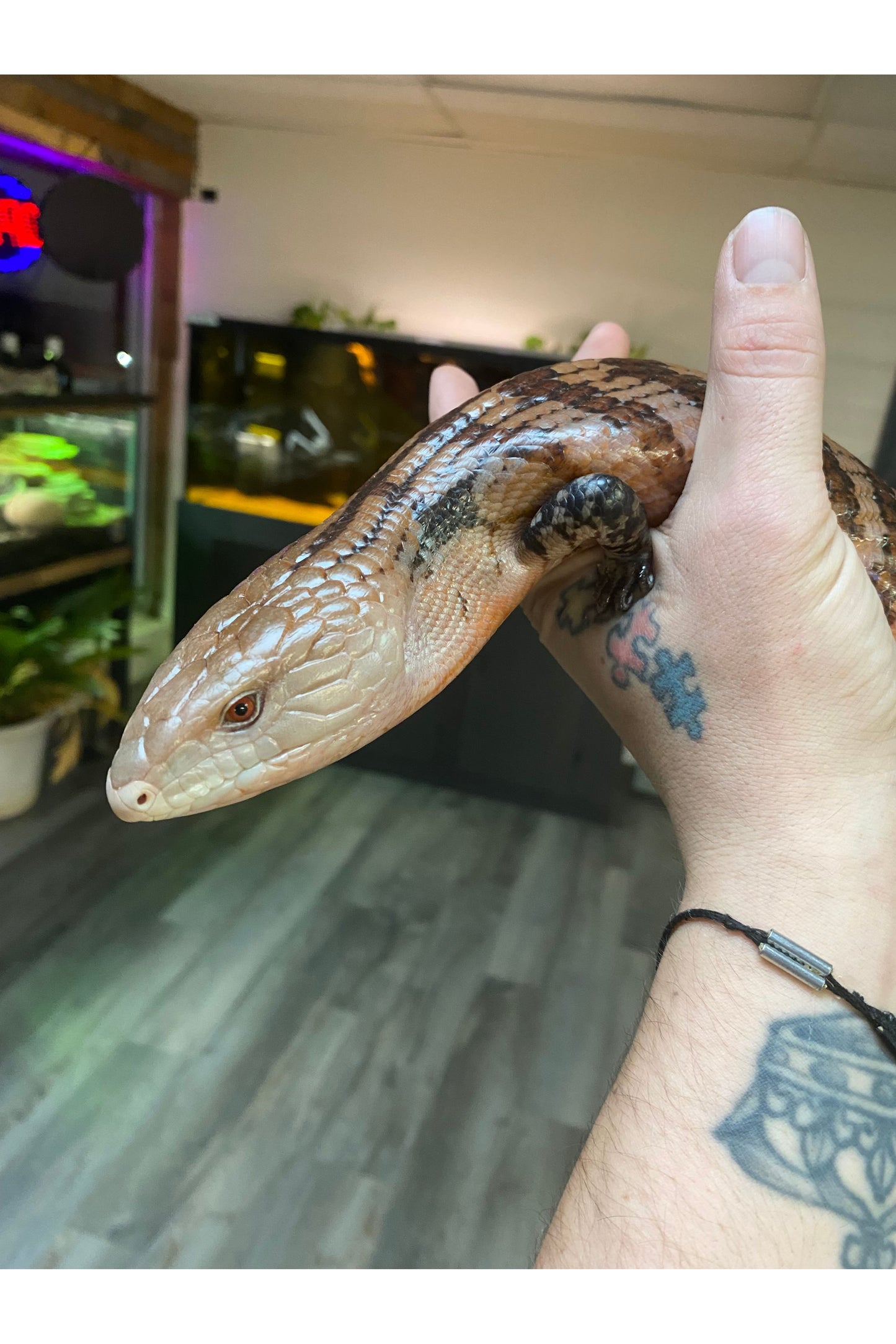 Indonesian Blue Tongue Skink