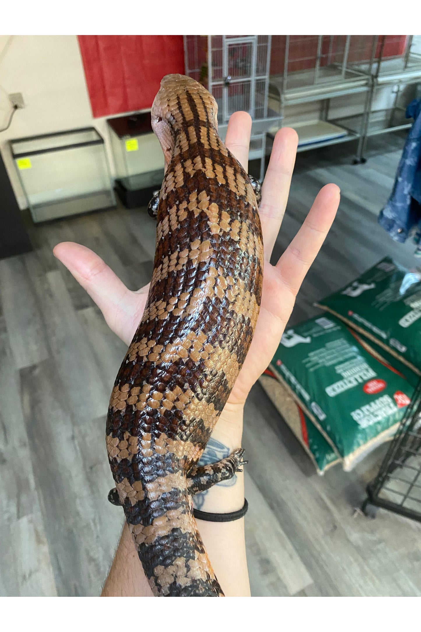 Indonesian Blue Tongue Skink