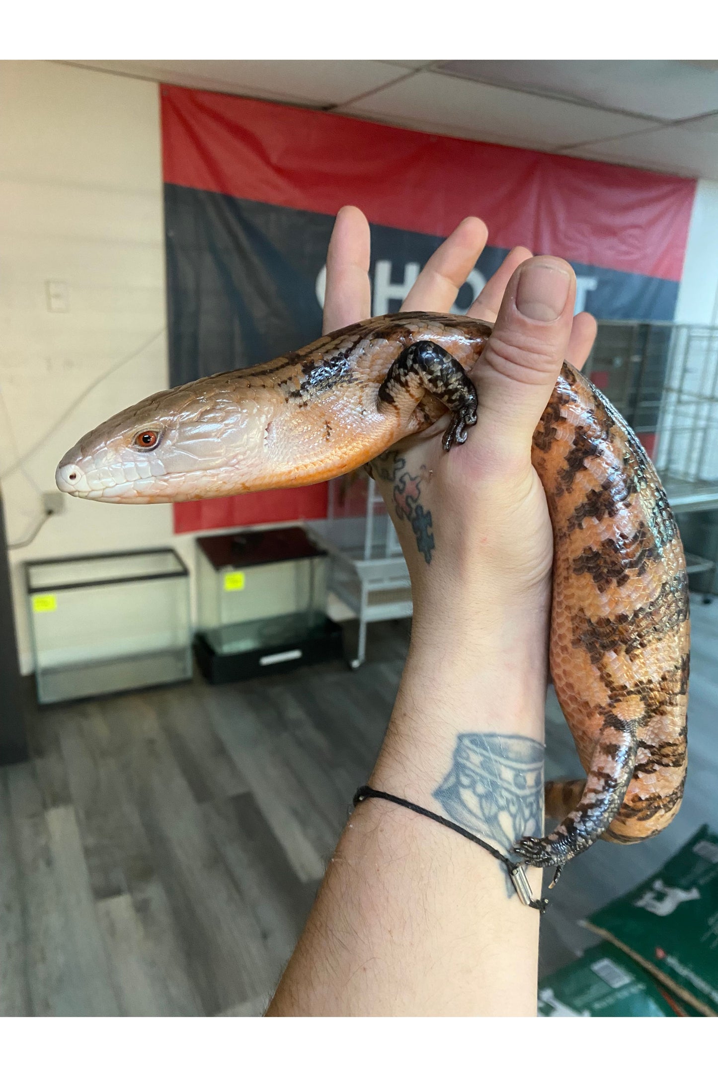 Indonesian Blue Tongue Skink