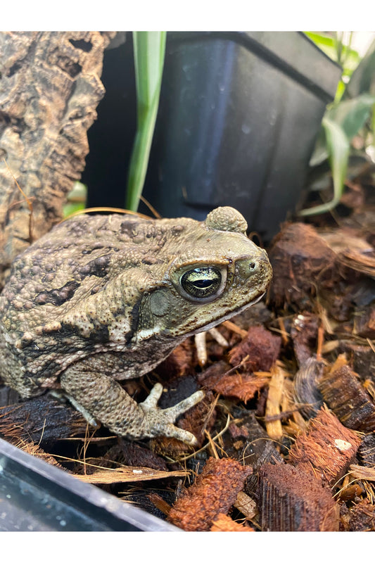 Giant Marine Toad
