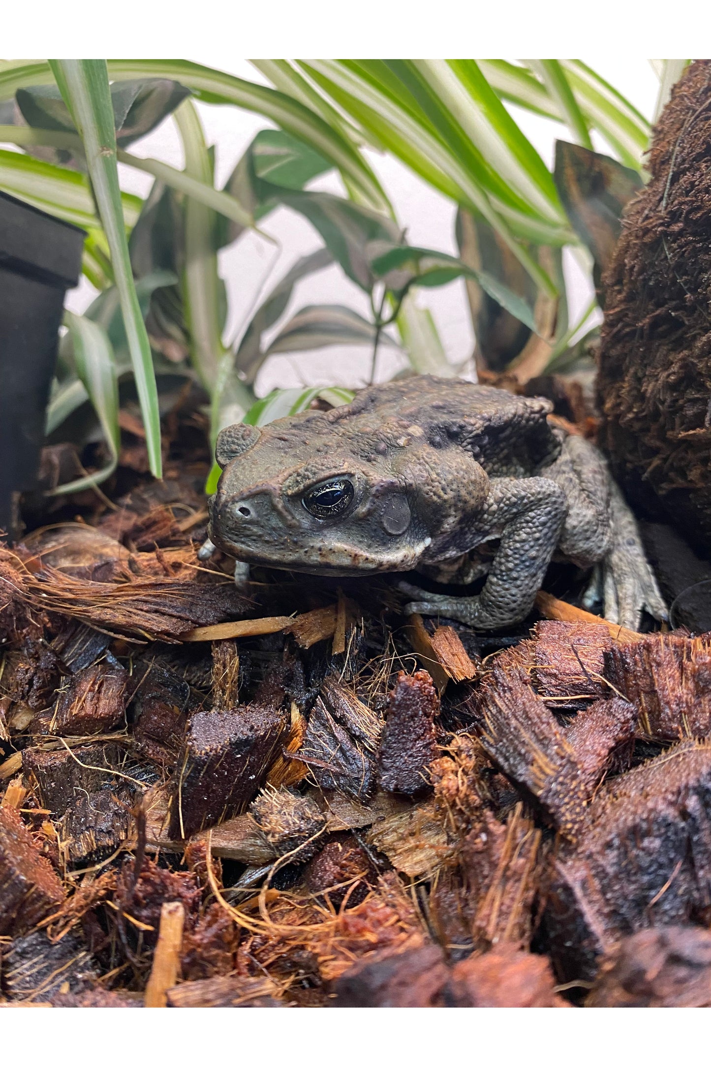 Giant Marine Toad