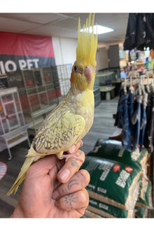 Cockatiel Baby - Hand Fed - OPD’s Pick (Asst.)
