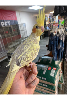Cockatiel Baby - Hand Fed - OPD’s Pick (Asst.)