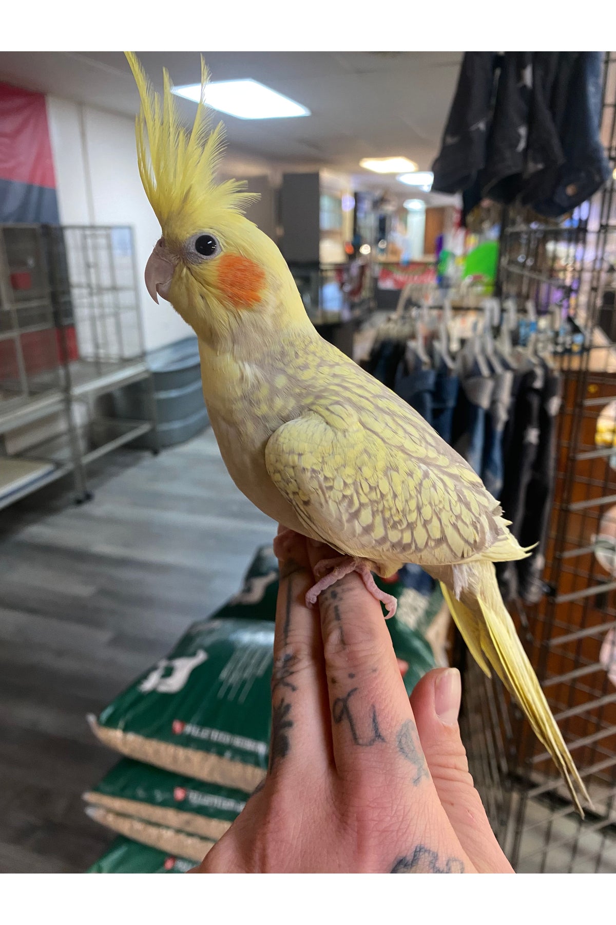 Cockatiel Baby - Hand Fed - OPD’s Pick (Asst.)