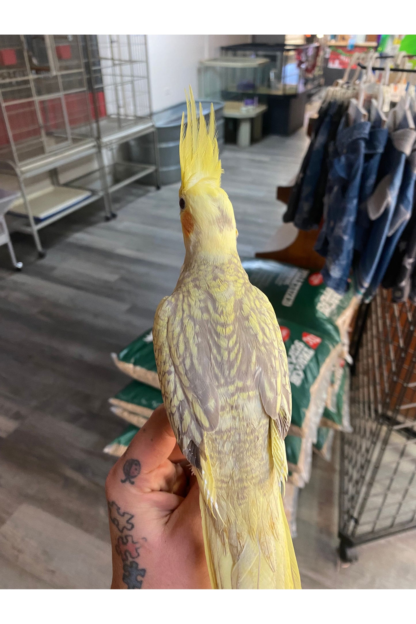 Pearl Cockatiel - Juvenile