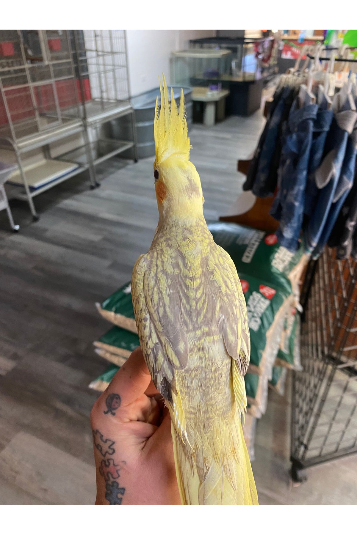 Cockatiel Baby - Hand Fed - OPD’s Pick (Asst.)