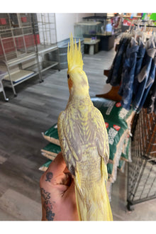 Cockatiel Baby - Hand Fed - OPD’s Pick (Asst.)