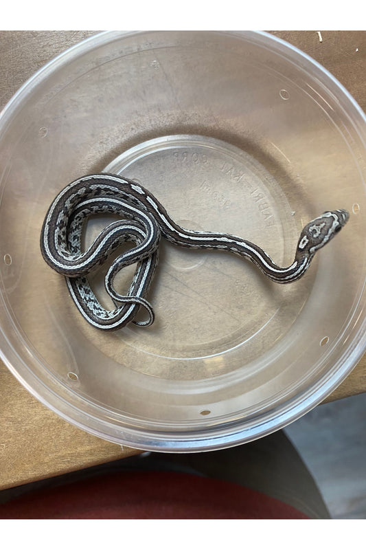 Ghost Tessera Het Okeetee Corn Snake - Baby - Male