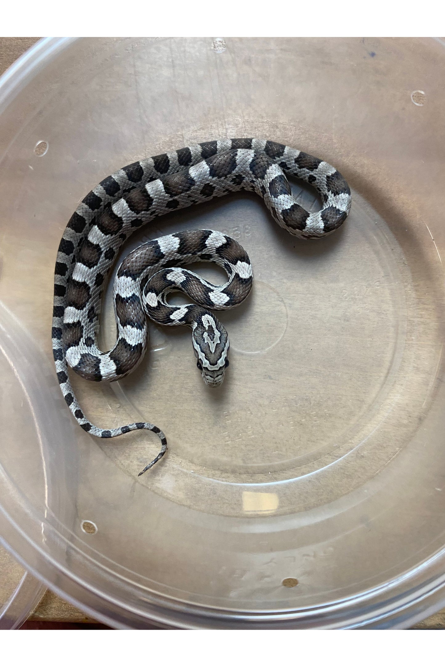 Ghost Het Okeetee Corn Snake - Baby - Male
