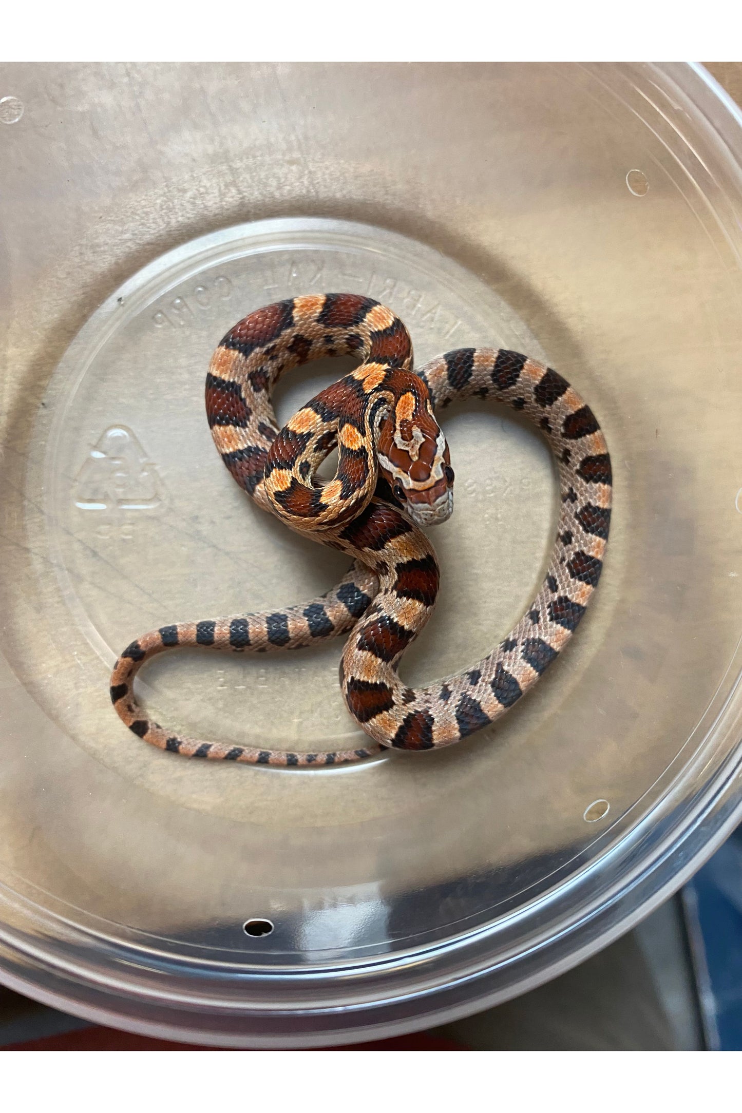 Okeetee Het Ghost Corn Snake - Baby - Male