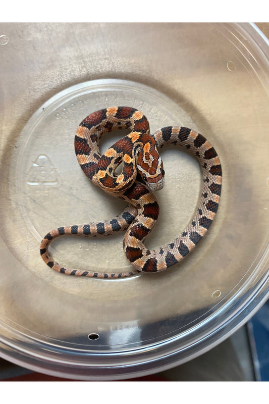 Okeetee Het Ghost Corn Snake - Baby - Male