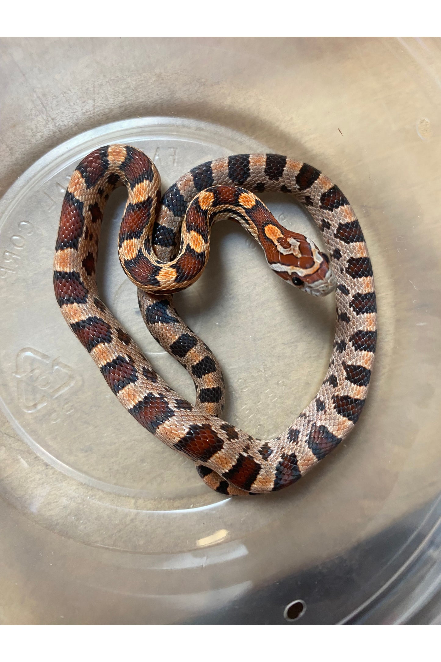 Okeetee Het Ghost Corn Snake - Baby - Male