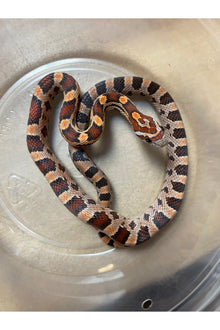 Okeetee Het Ghost Corn Snake - Baby - Male