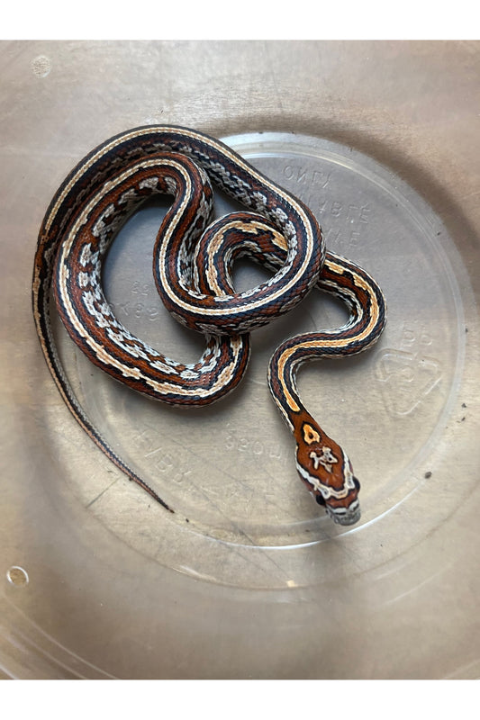 Okeetee Tessera Het Ghost Corn Snake - Baby - Male