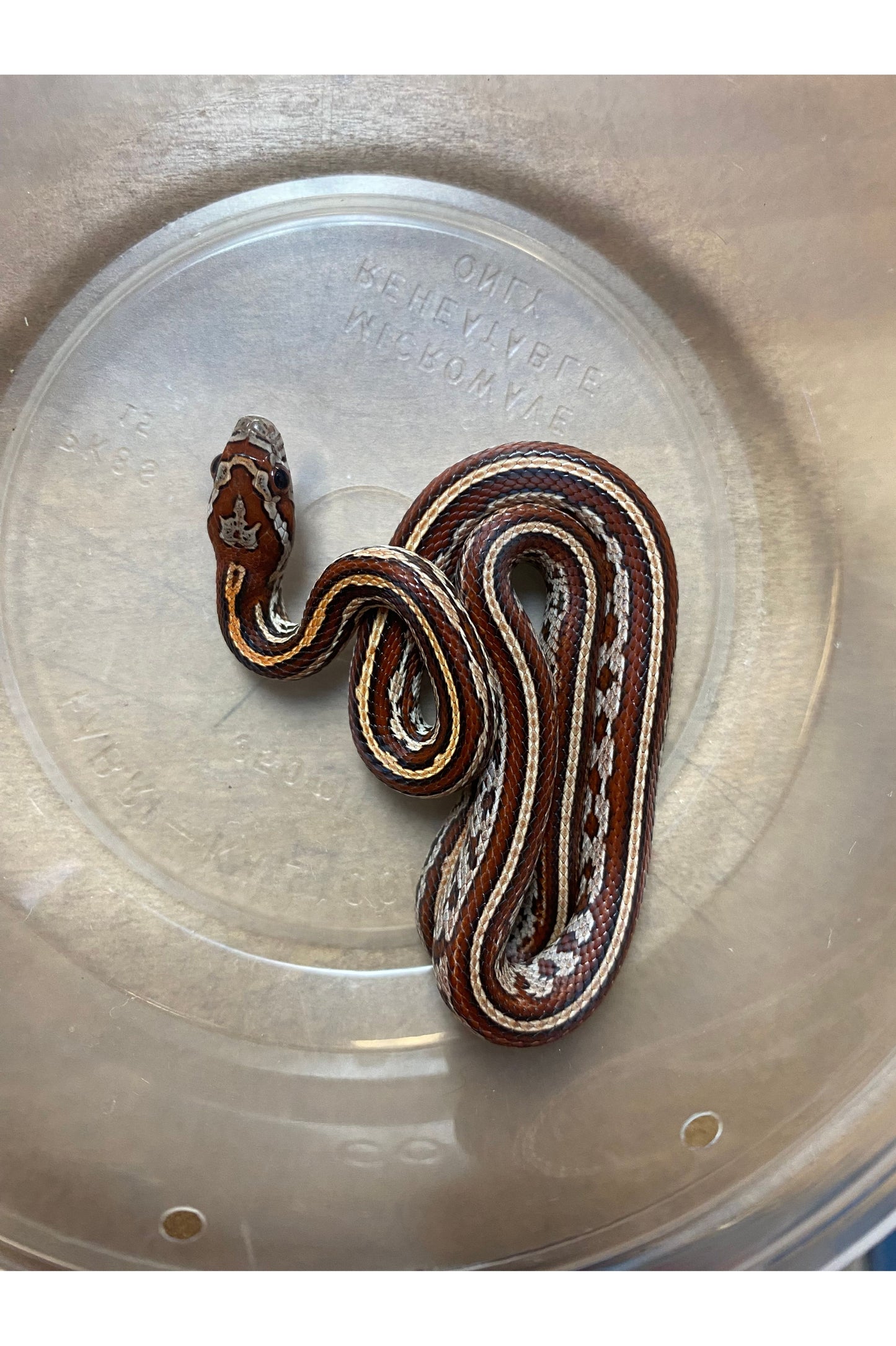Okeetee Tessera Het Ghost Corn Snake - Baby - Male