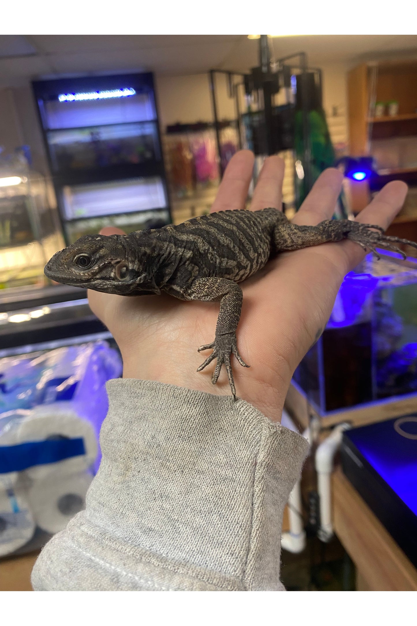 Rhino Iguana - Baby