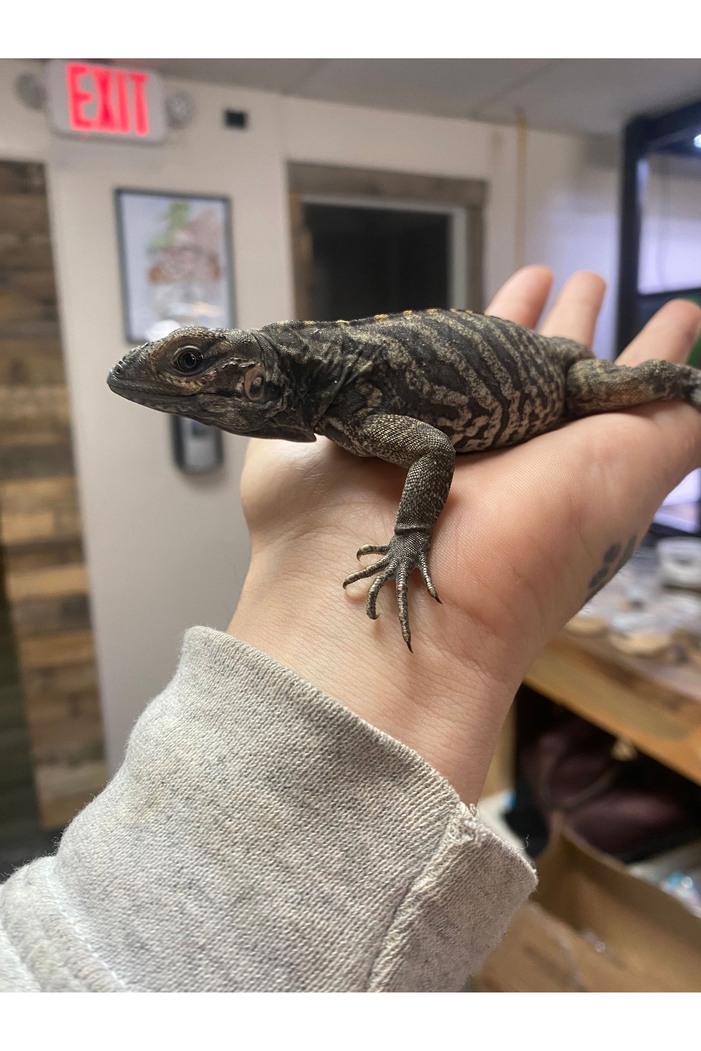 Rhino Iguana - Baby