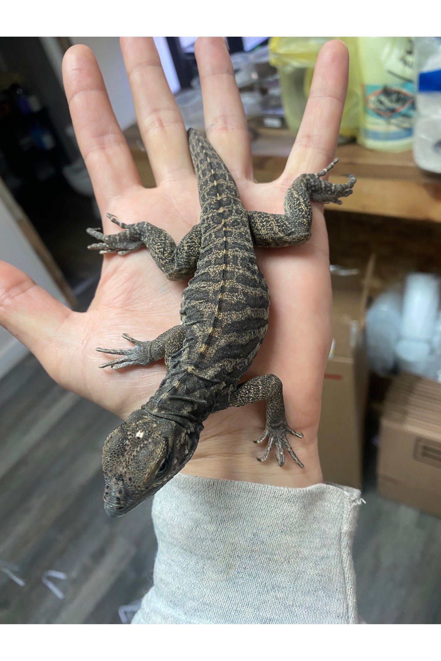 Rhino Iguana - Baby