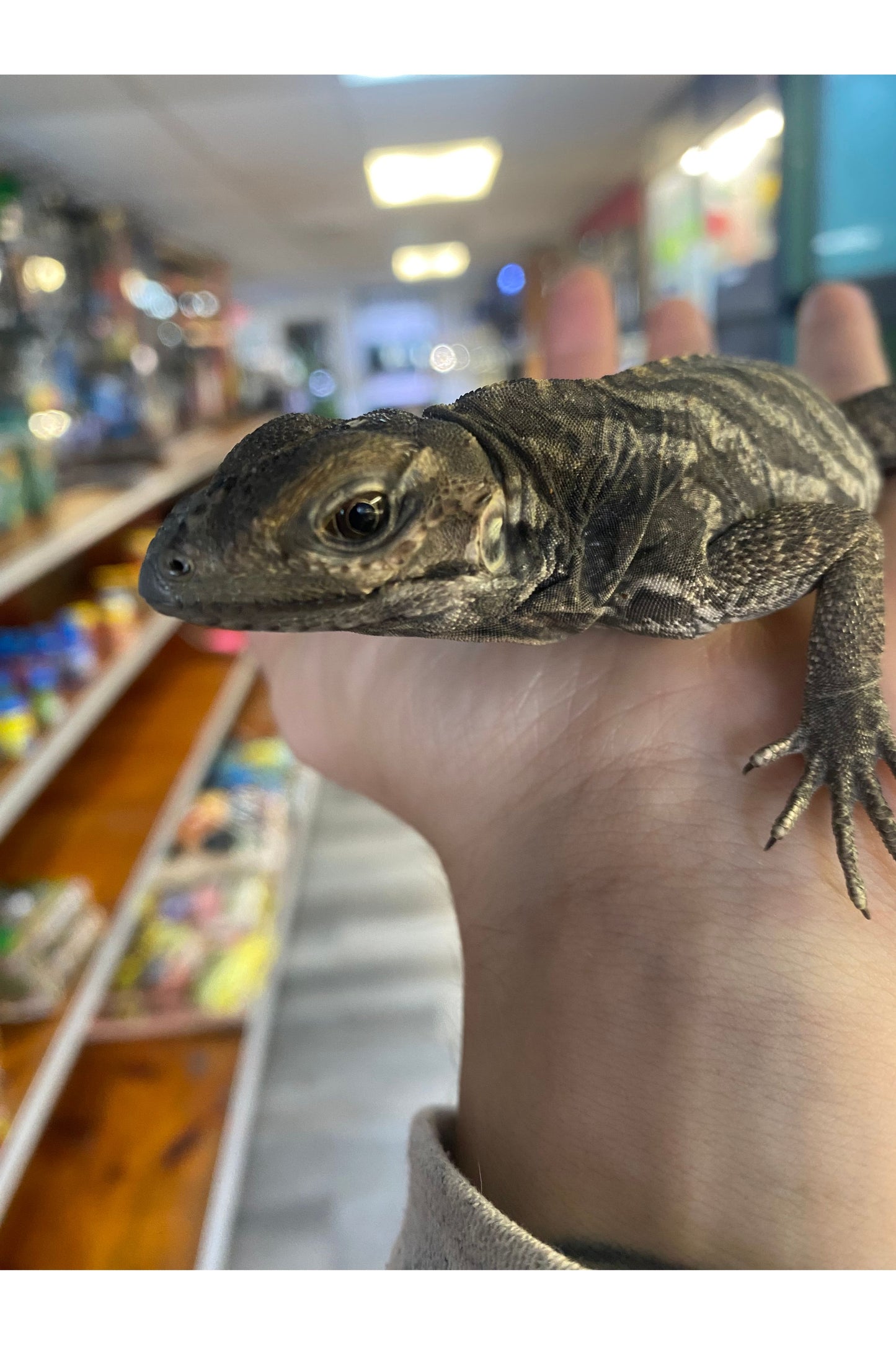 Rhino Iguana - Baby