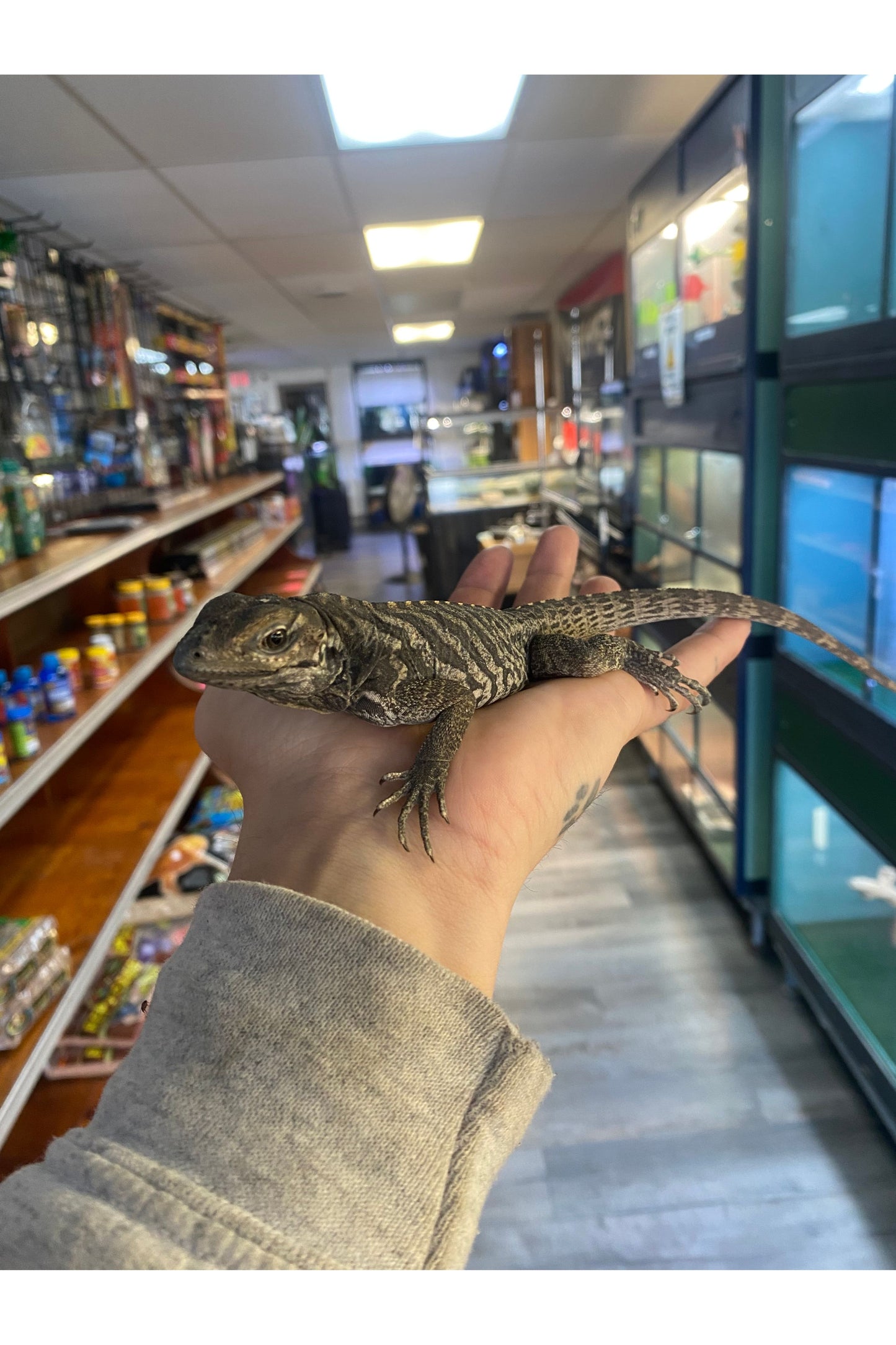 Rhino Iguana - Baby