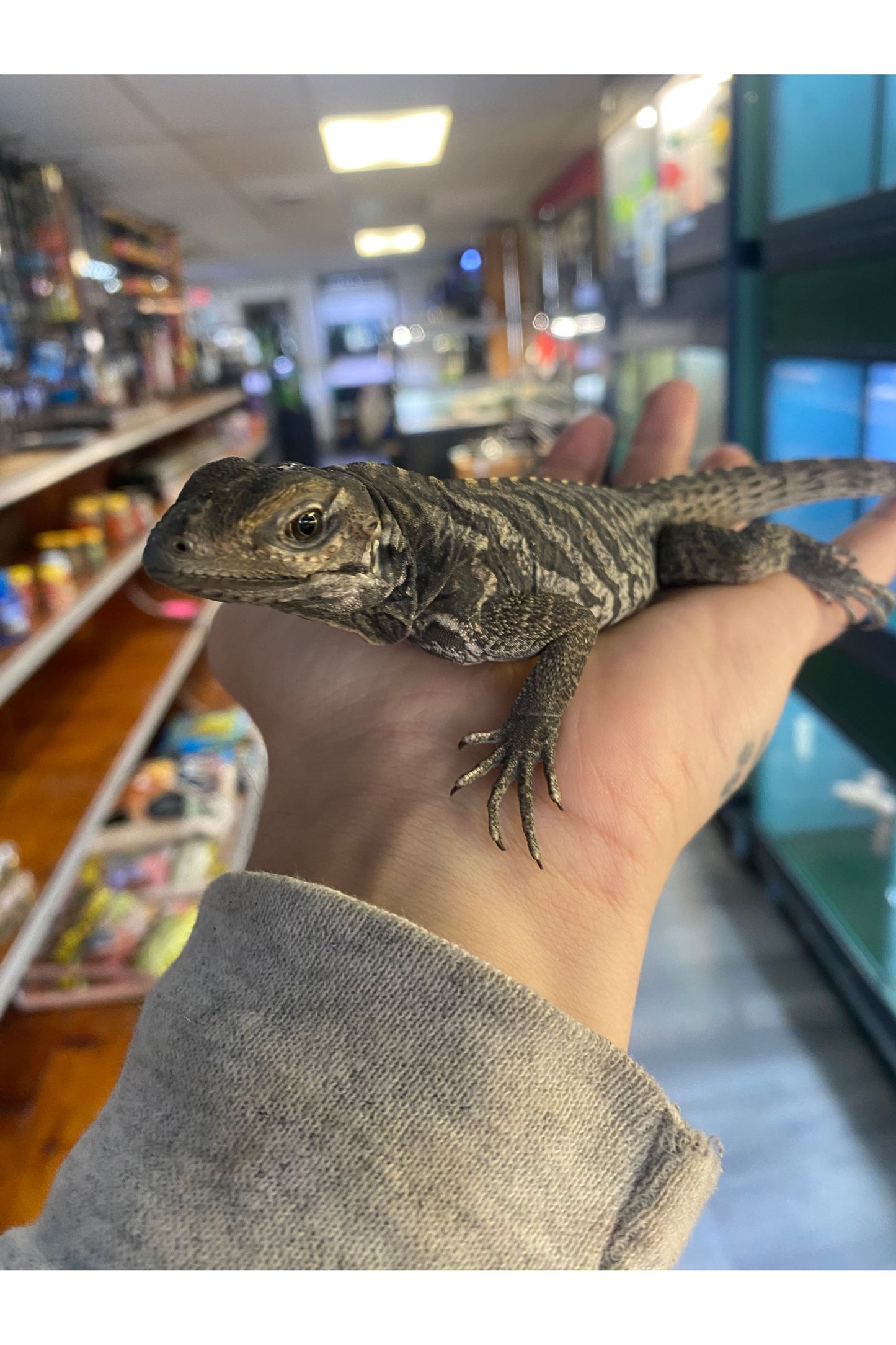 Rhino Iguana - Baby