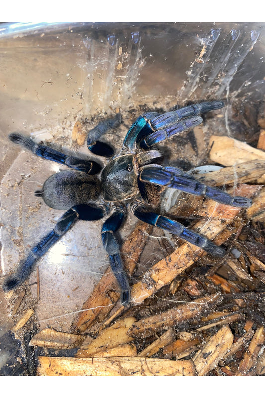 Cobalt Blue Tarantula