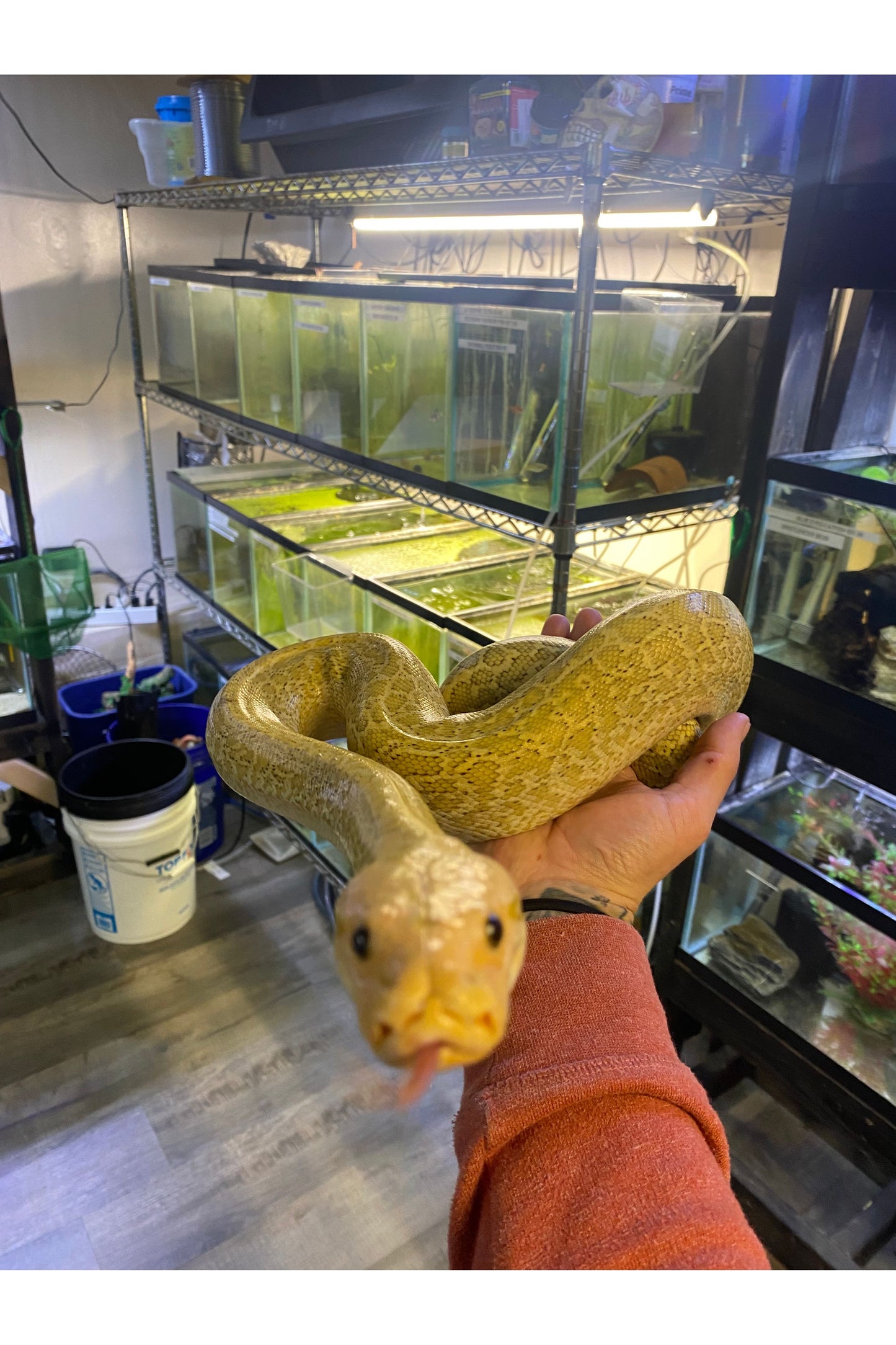 Hypo Granite Burmese Python - Female