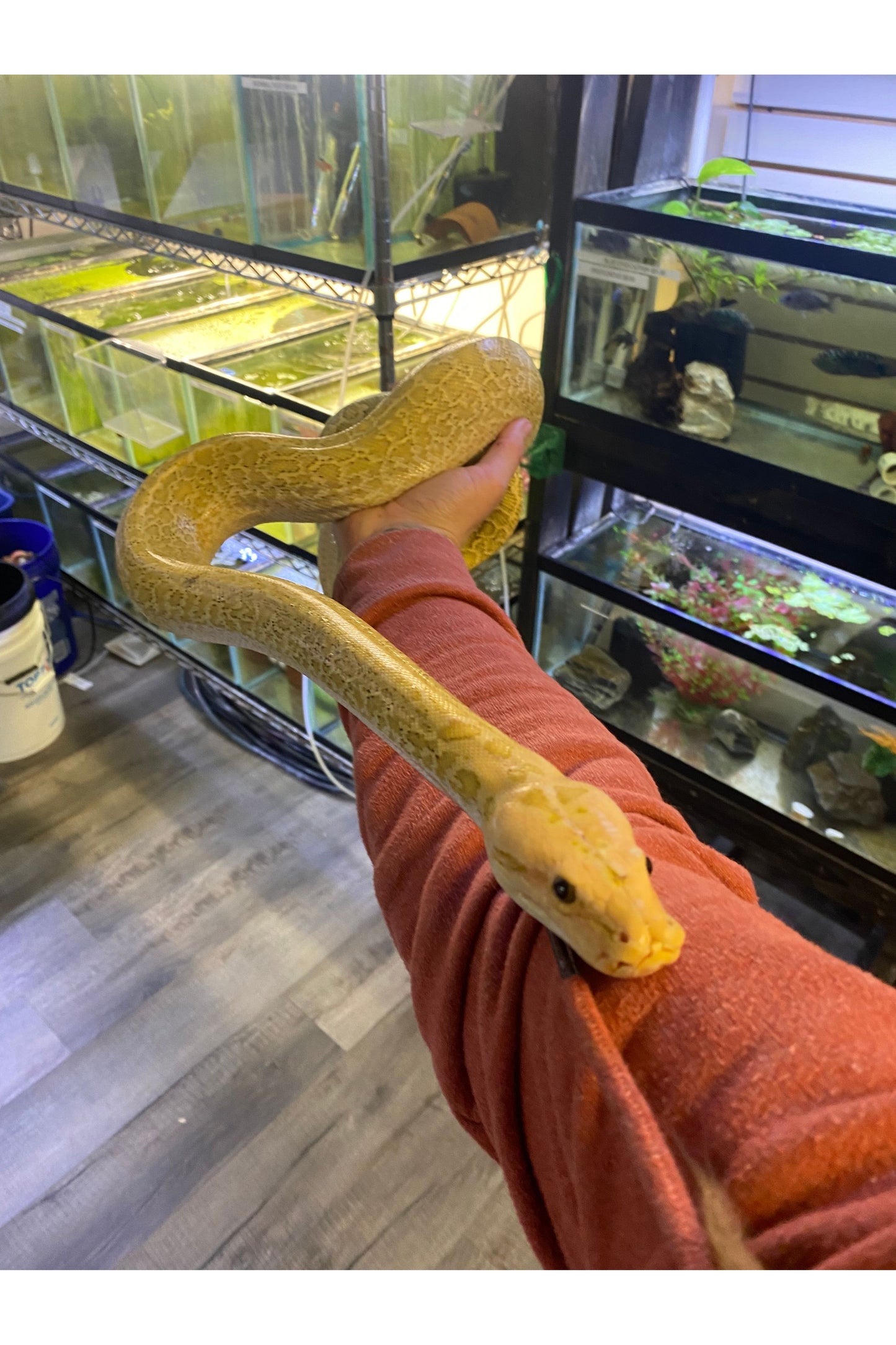 Hypo Granite Burmese Python - Female