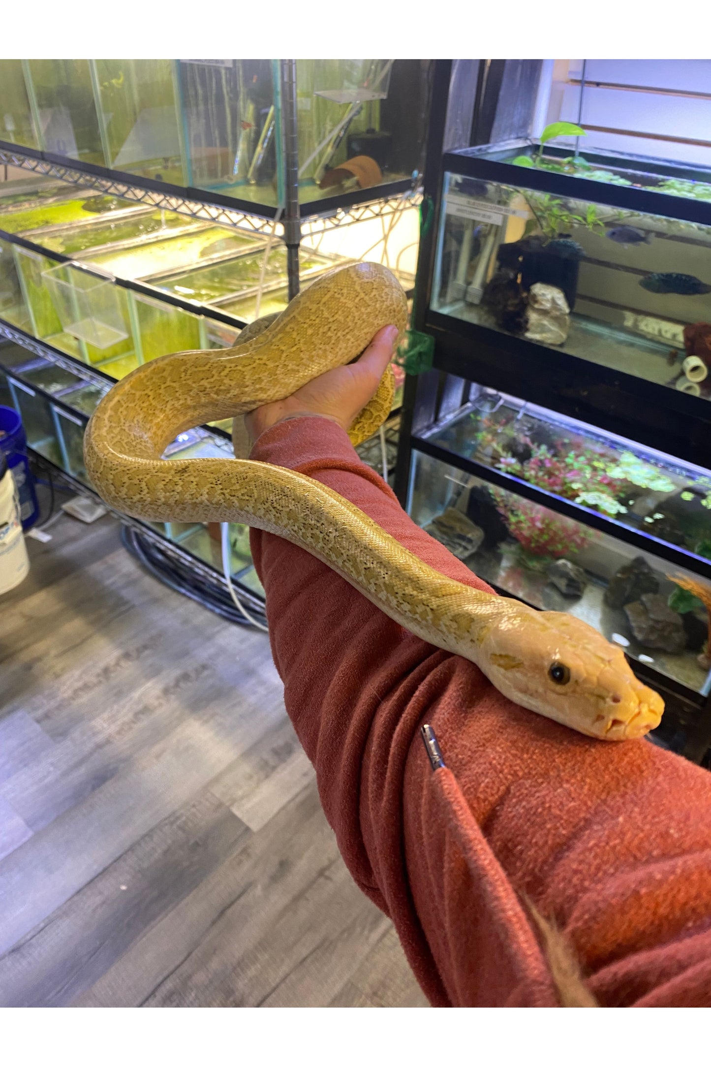Hypo Granite Burmese Python - Female