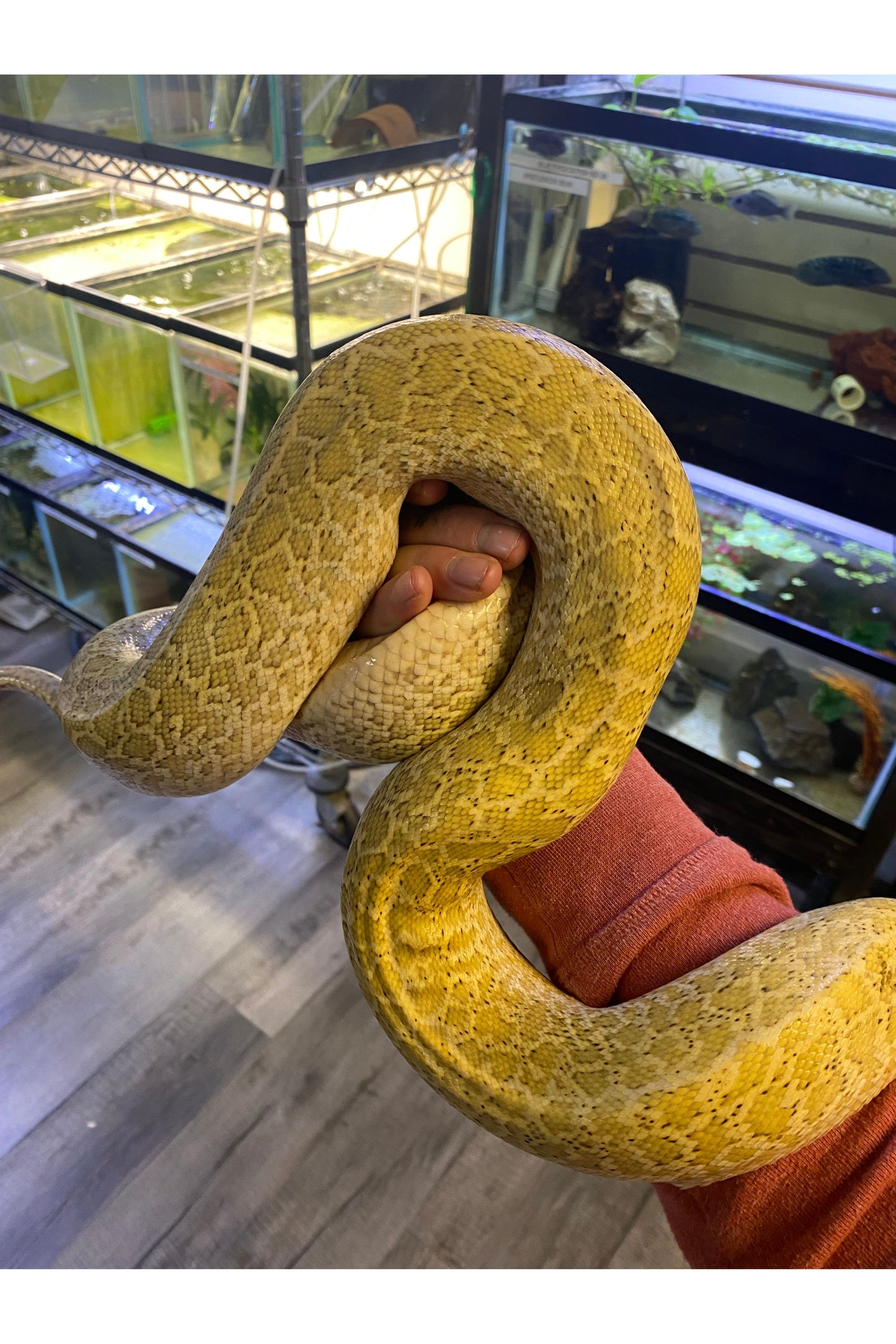 Hypo Granite Burmese Python - Female