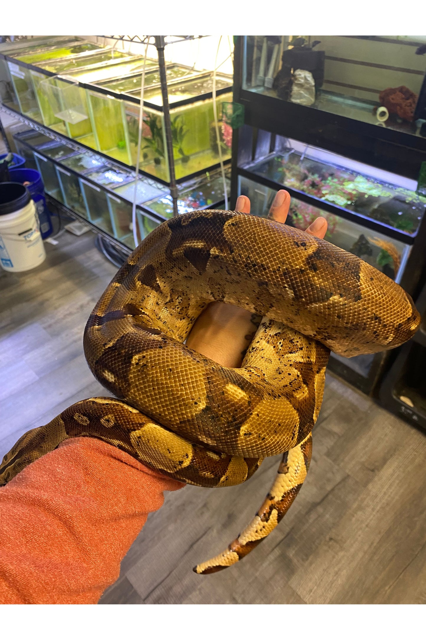 Hypo BCI Boa - Male