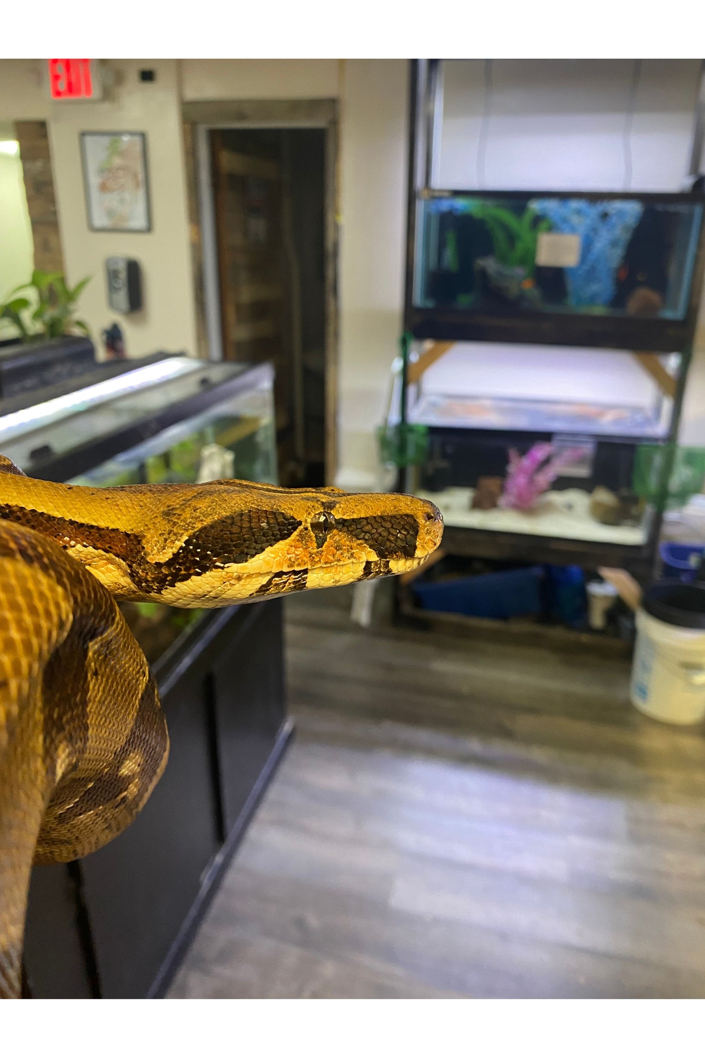 Hypo BCI Boa - Male