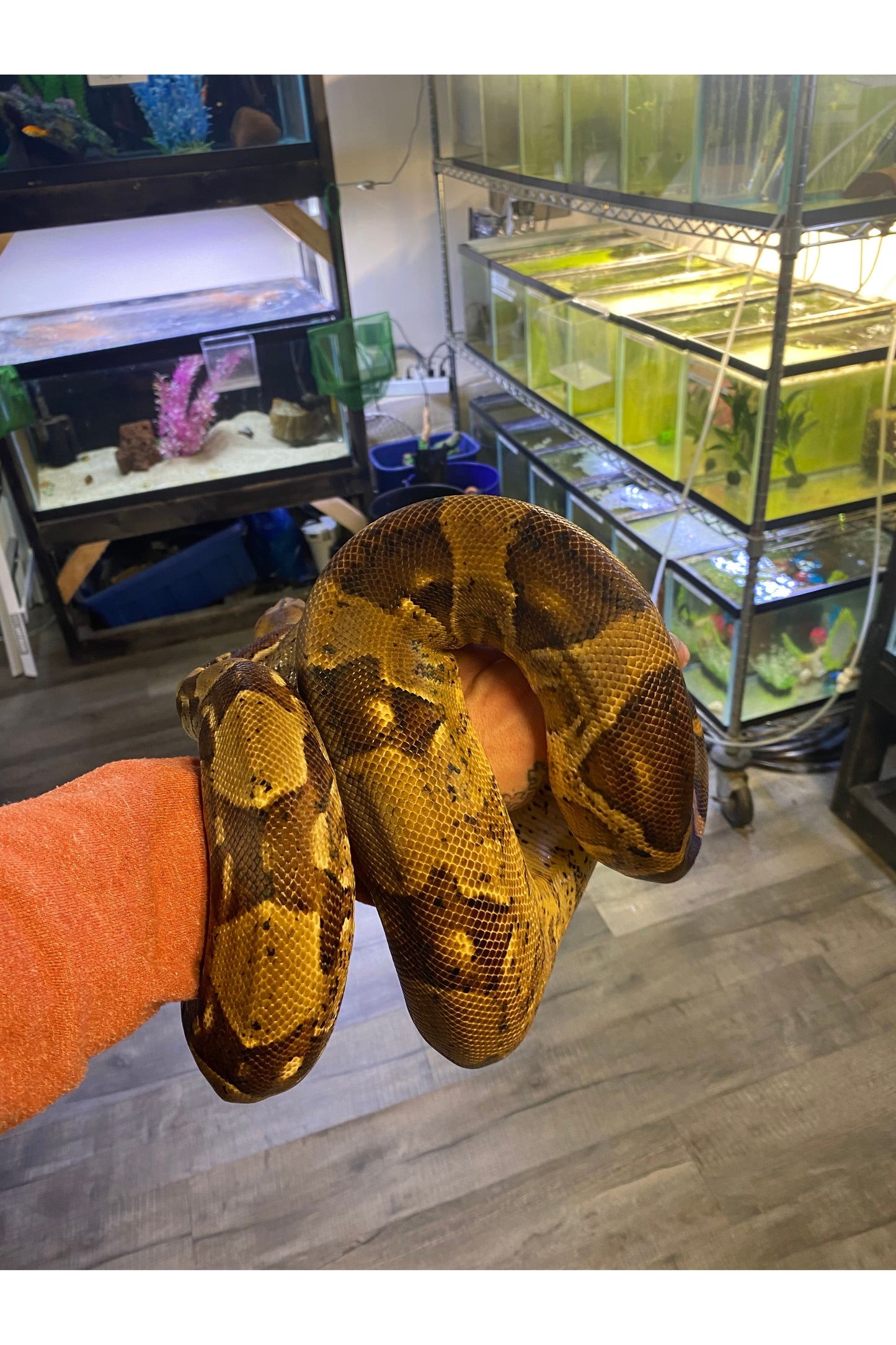Hypo BCI Boa - Male