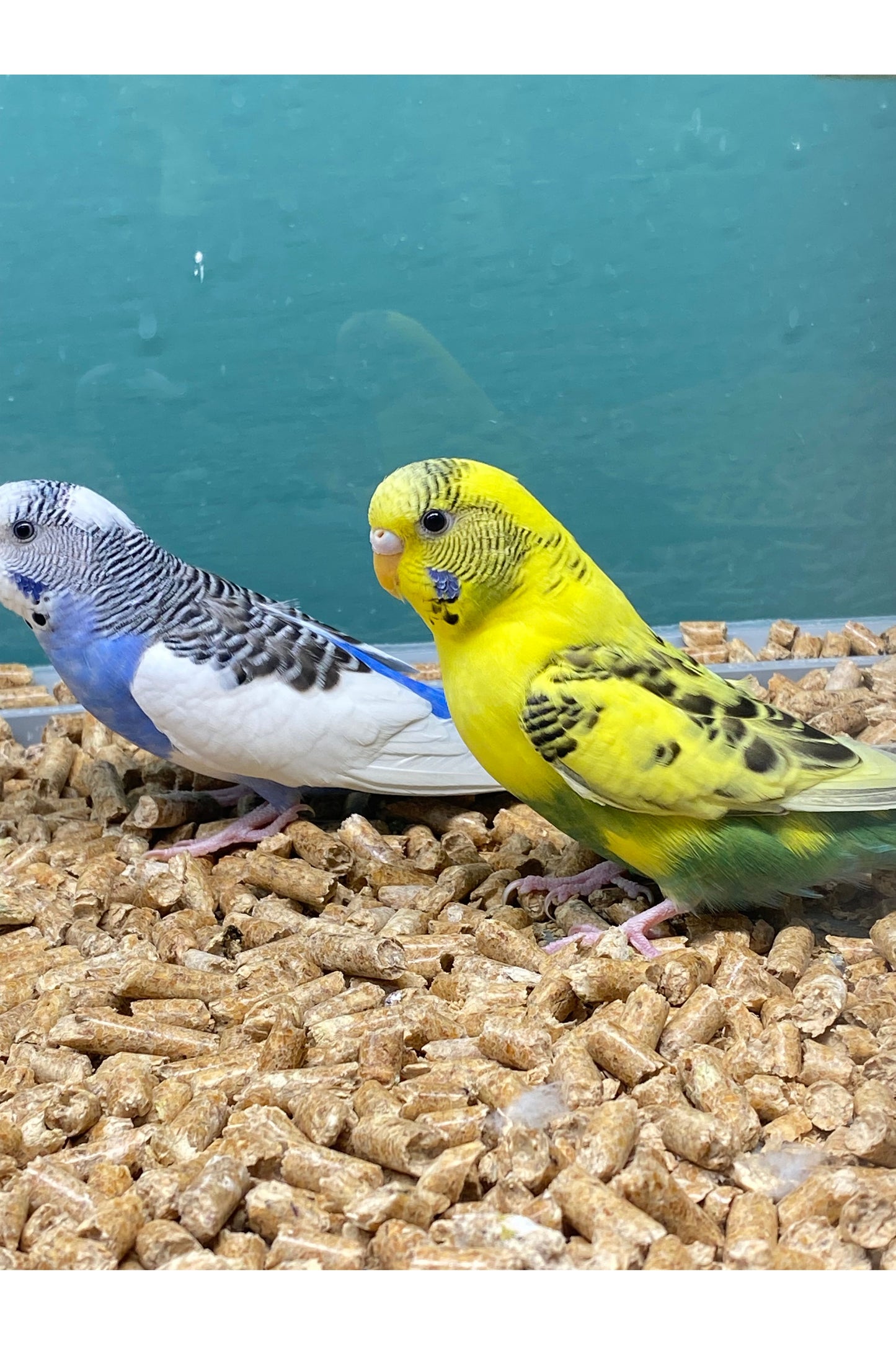 Parakeets - Sub Adult