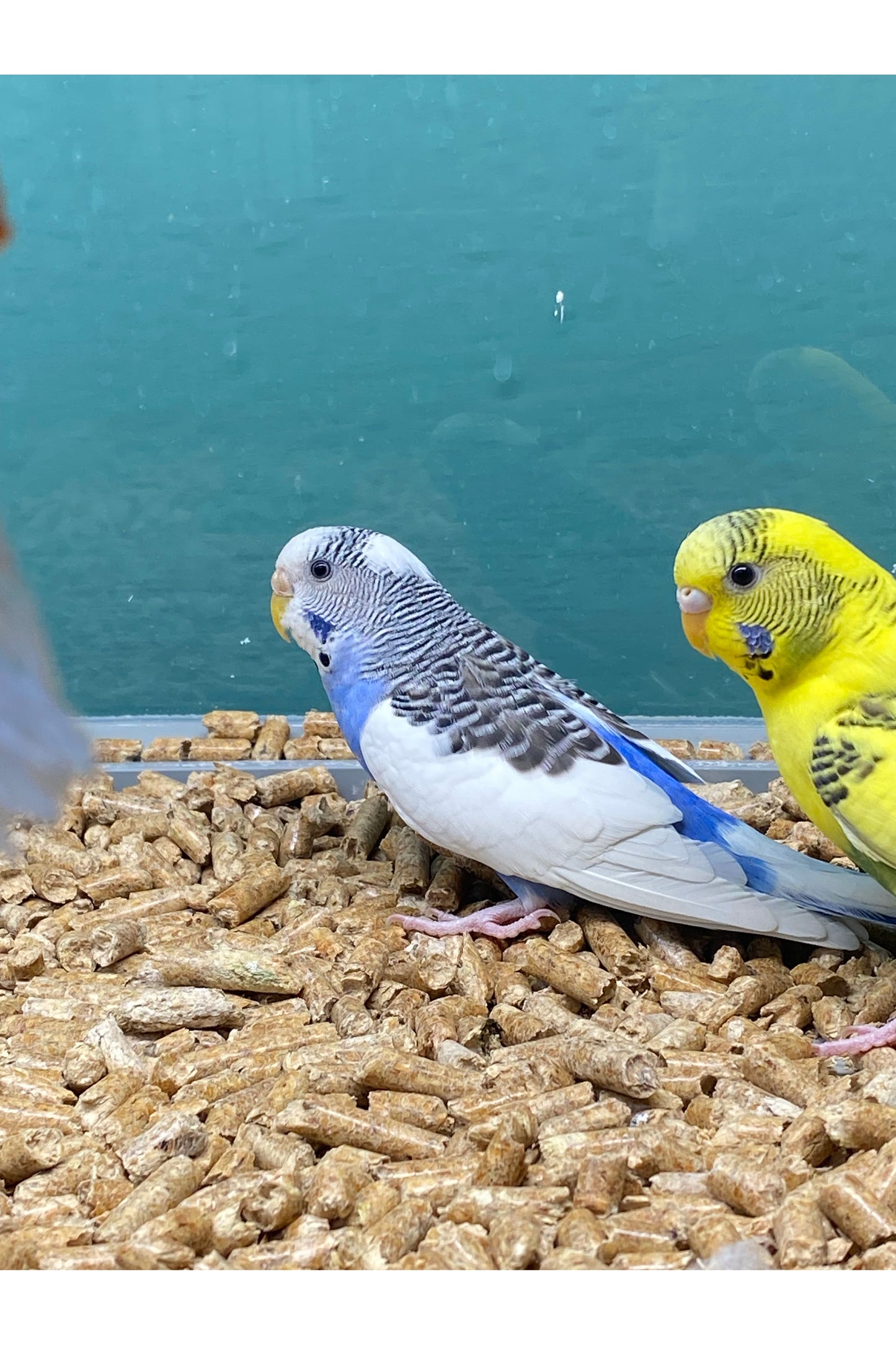 Parakeets - Sub Adult