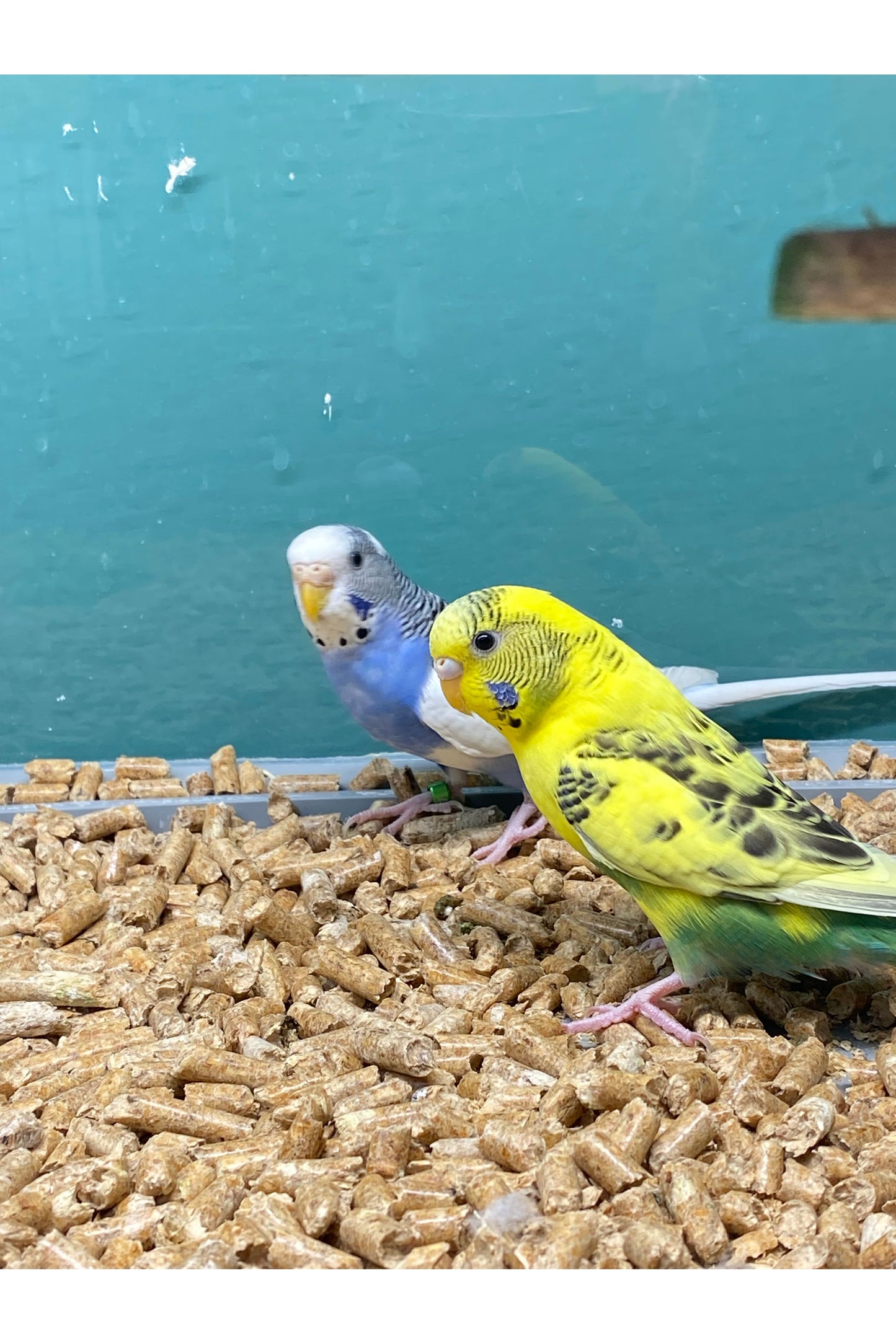 Parakeets - Sub Adult