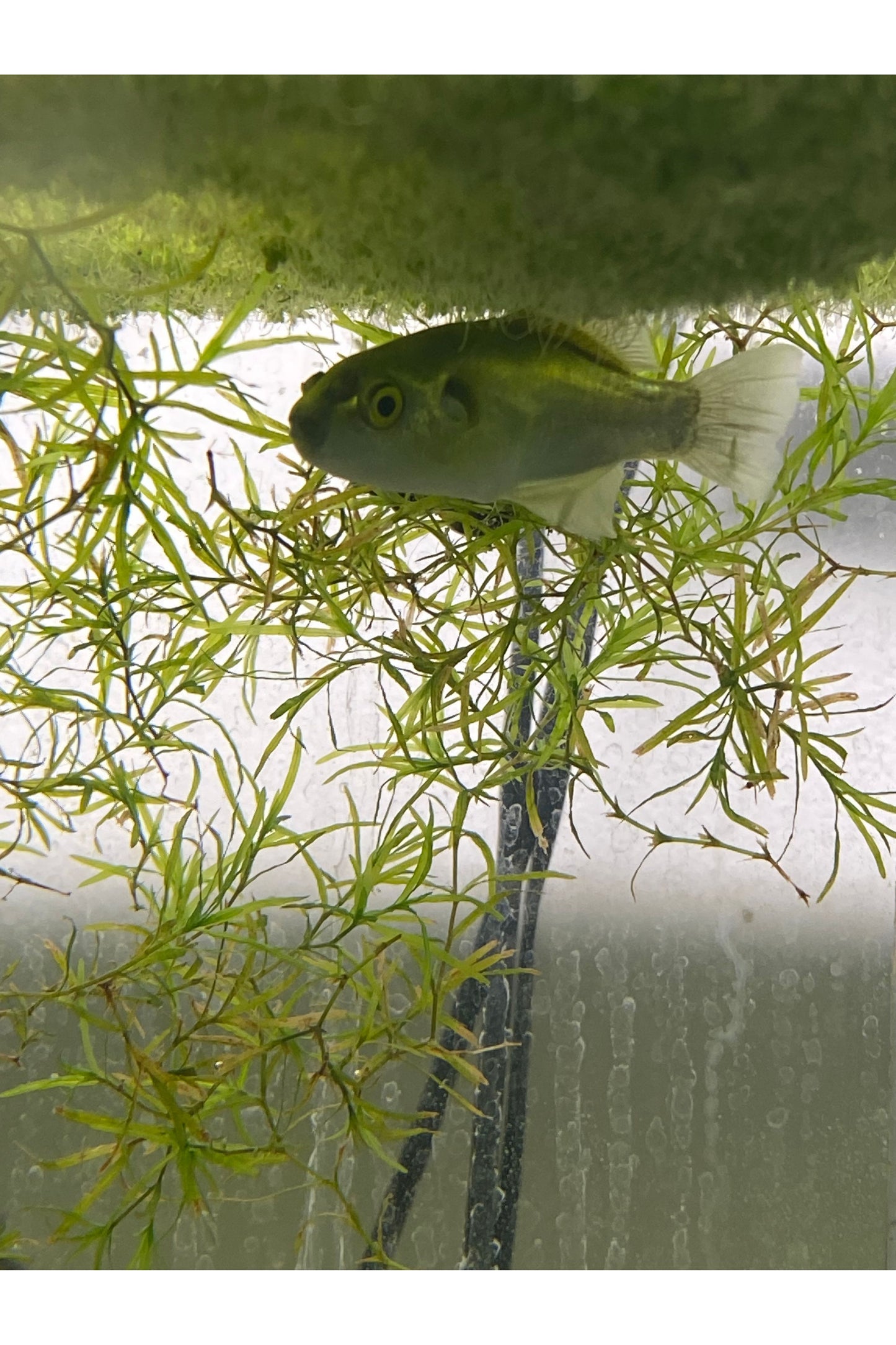 Avocado Puffer Fish - 3 inch