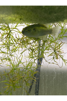 Avocado Puffer Fish - 3 inch