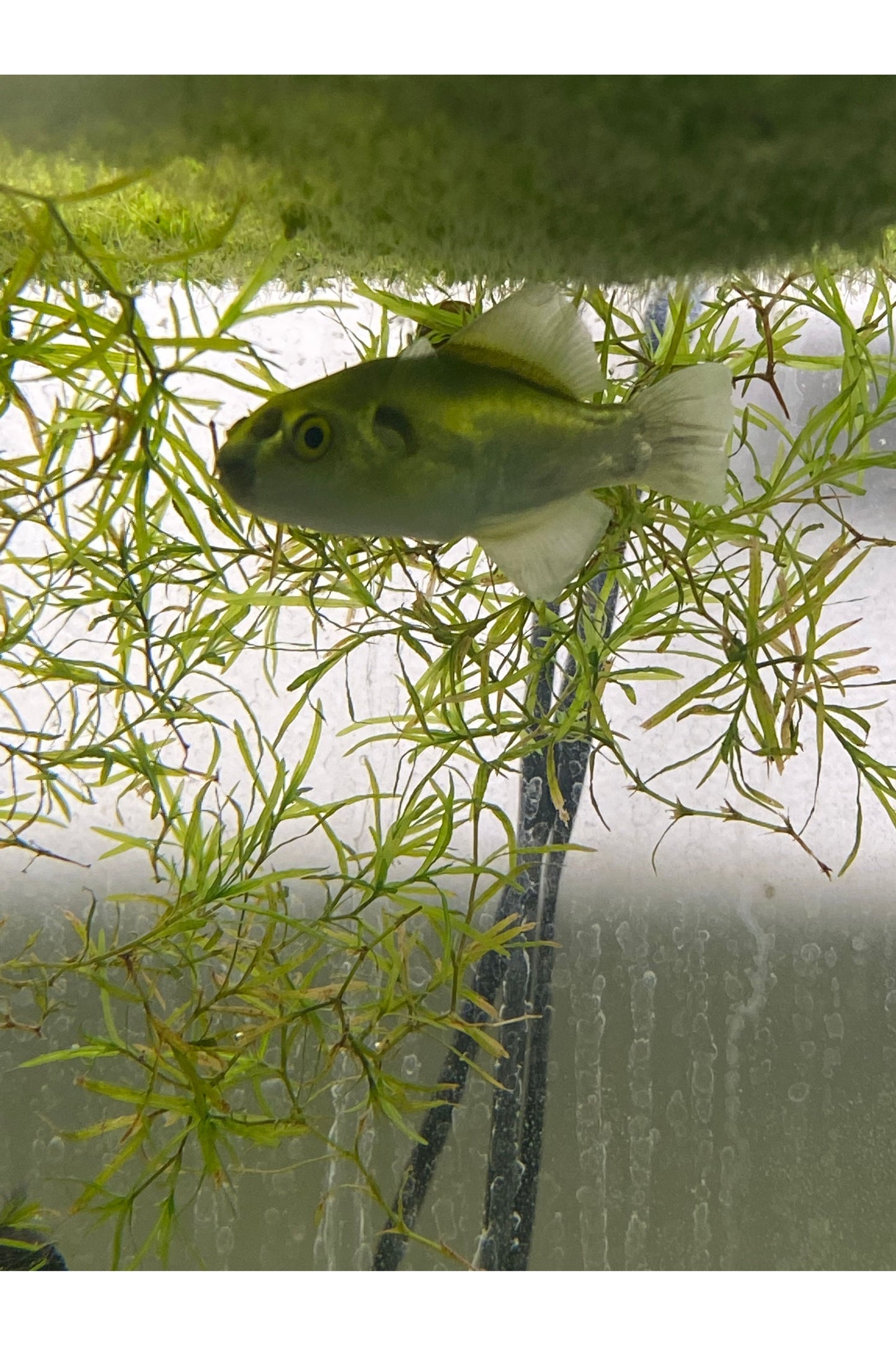 Avocado Puffer Fish - 3 inch