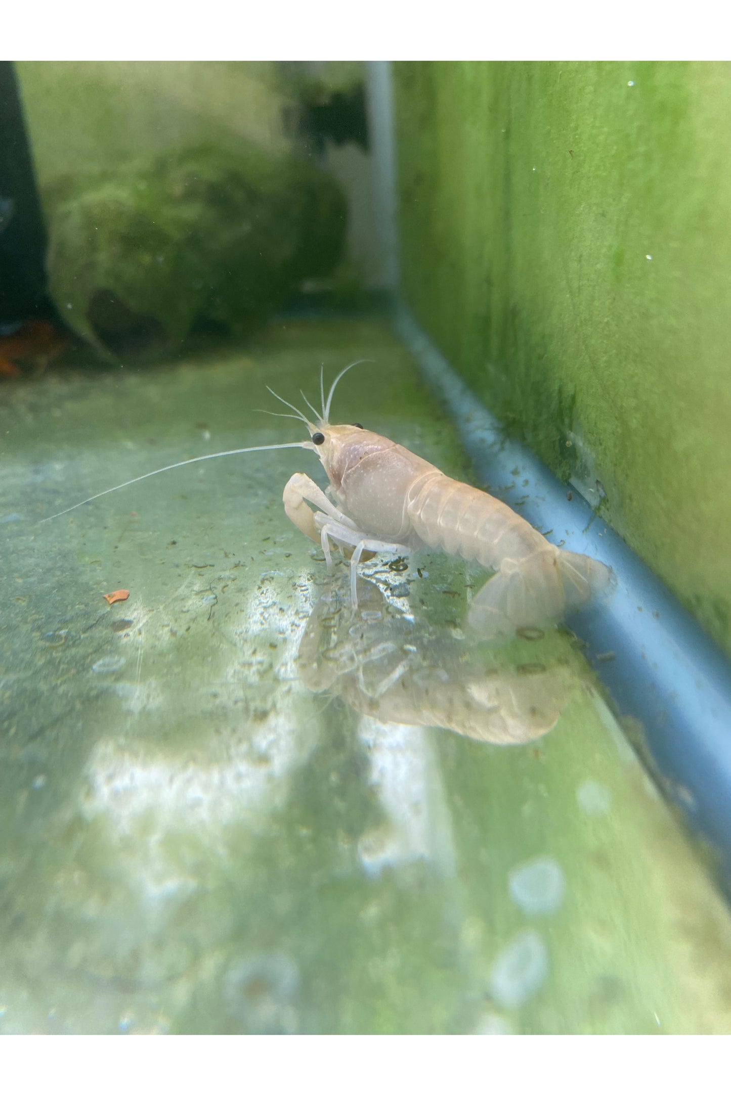 Ornamental Crayfish - Asst.