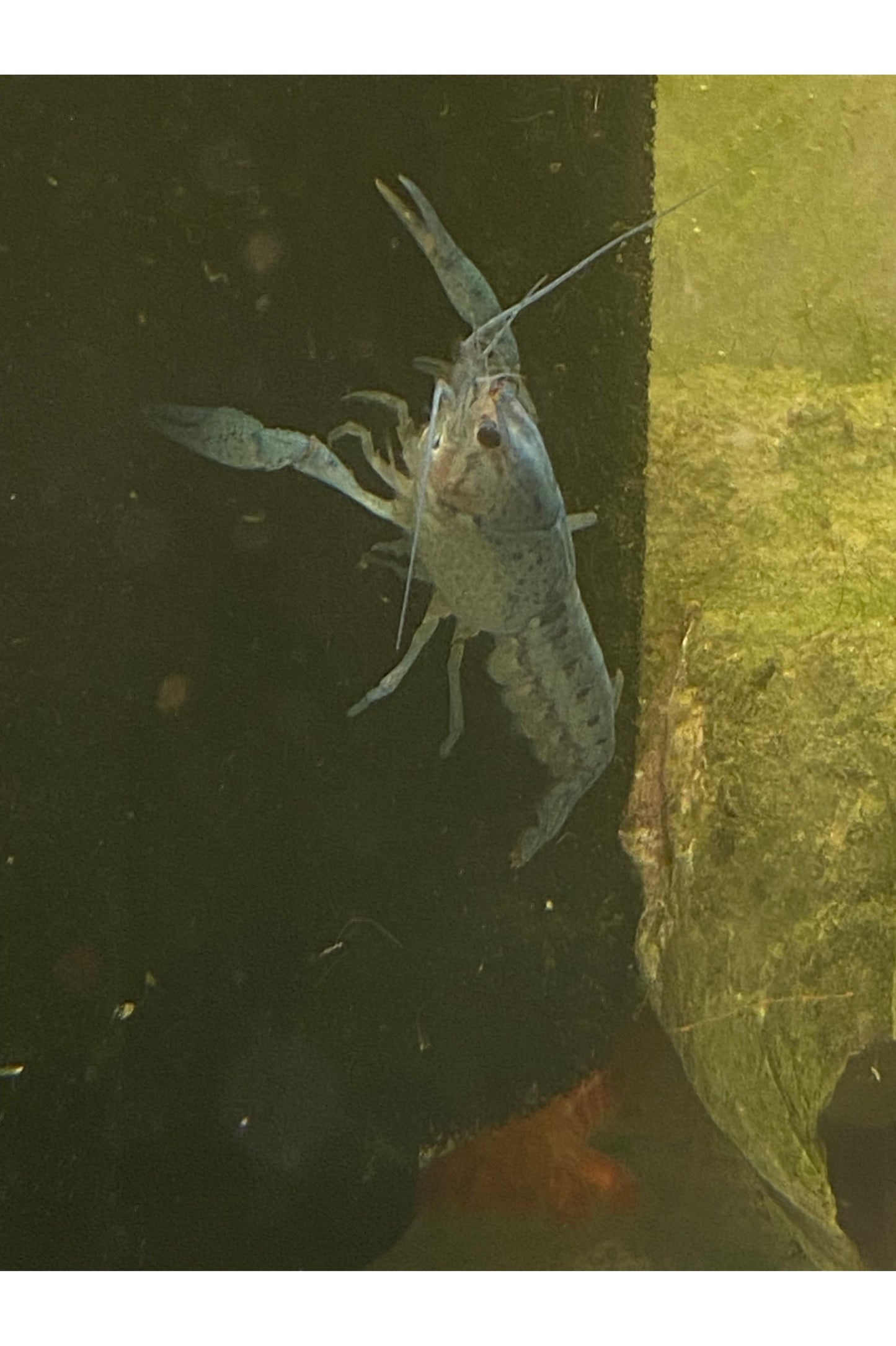Ornamental Crayfish - Asst.