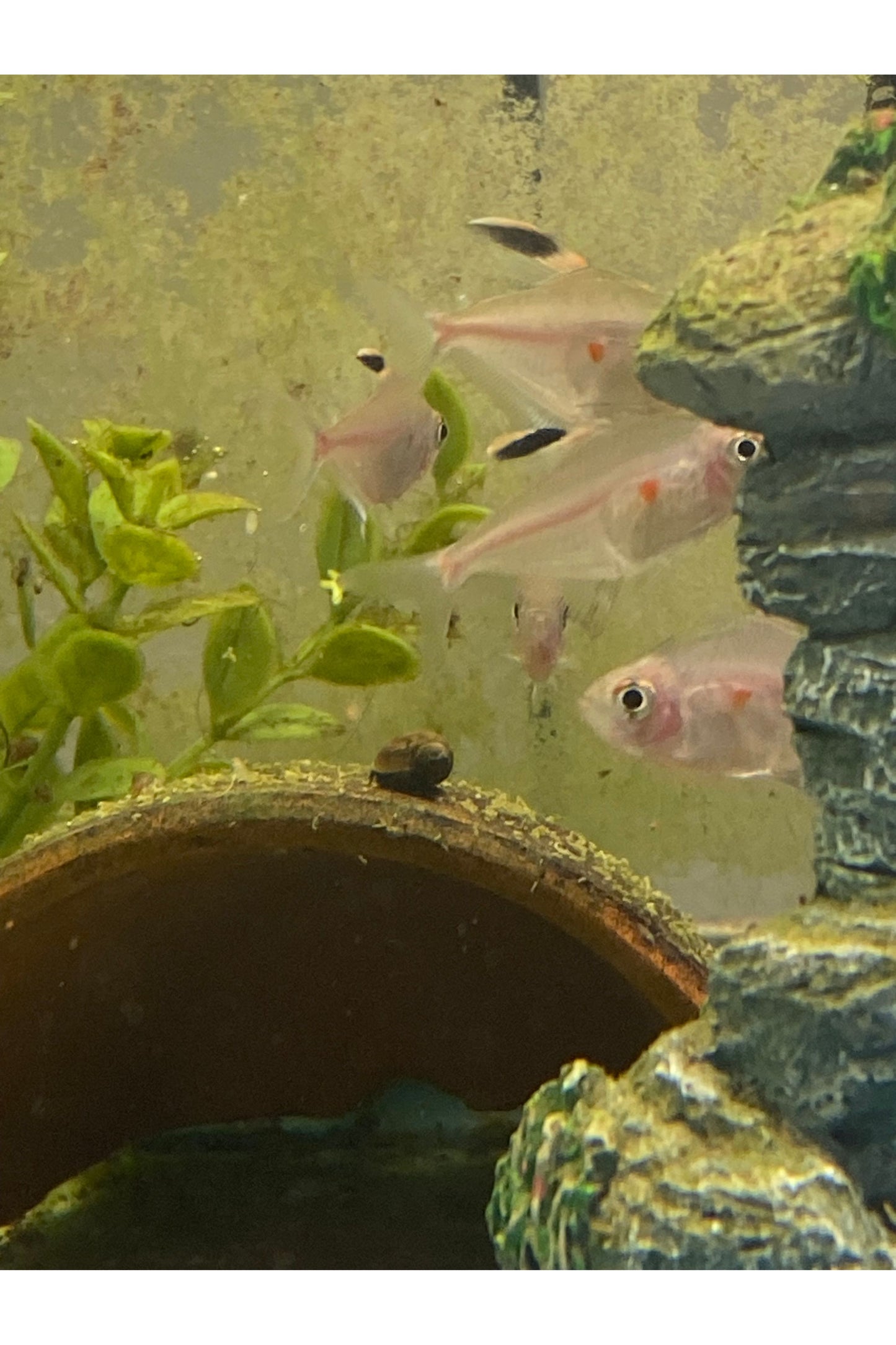 Bleeding Heart Tetra