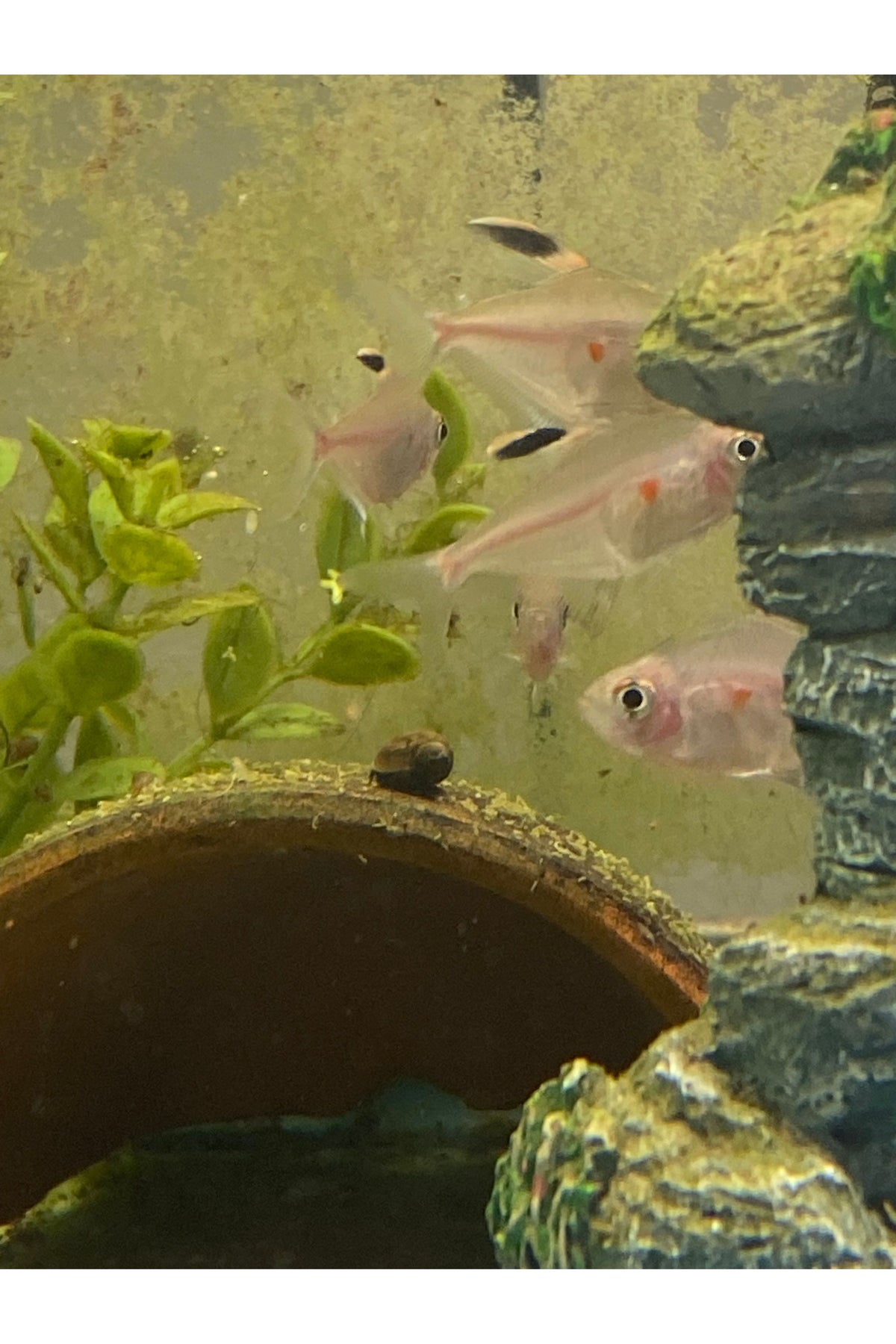 Bleeding Heart Tetra