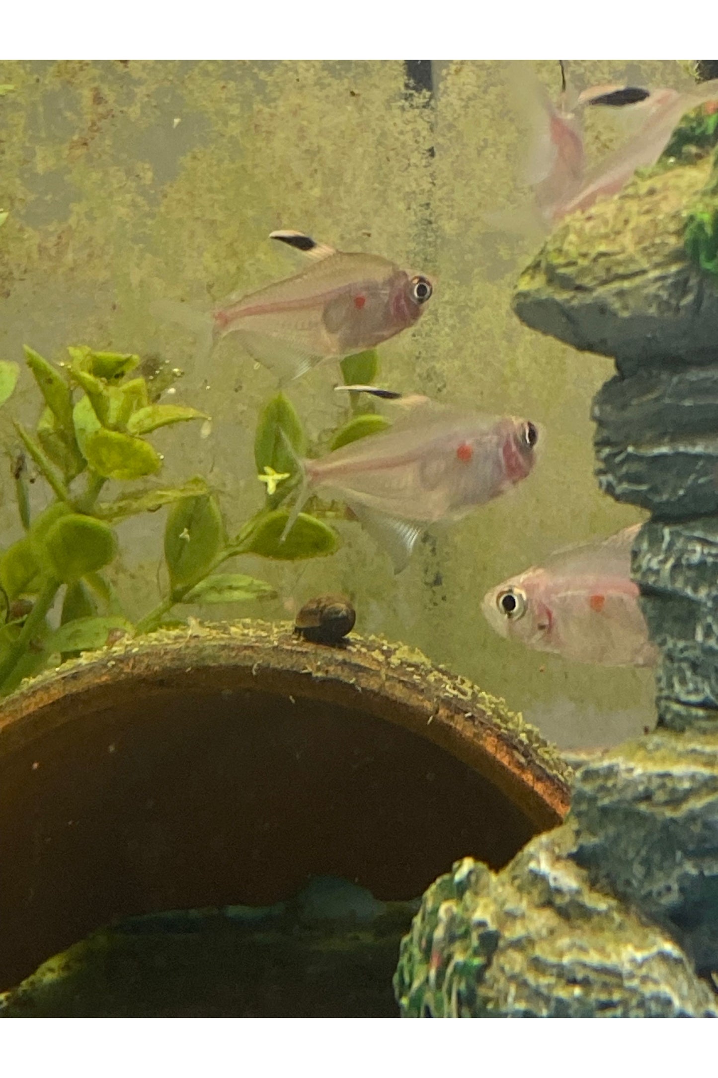 Bleeding Heart Tetra