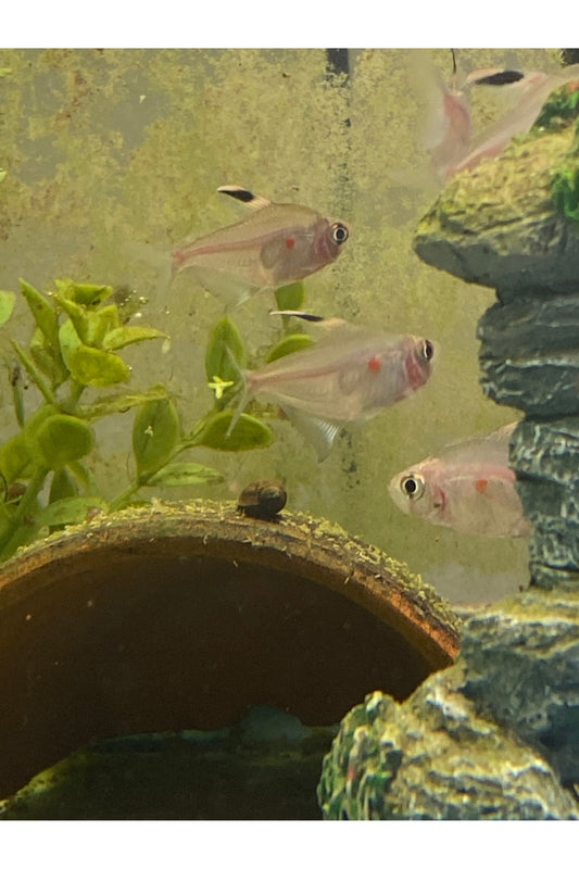 Bleeding Heart Tetra