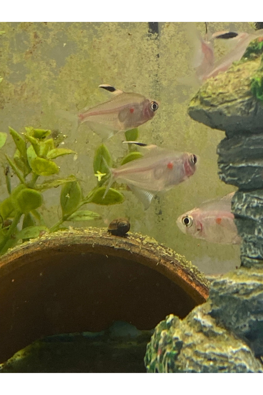 Bleeding Heart Tetra