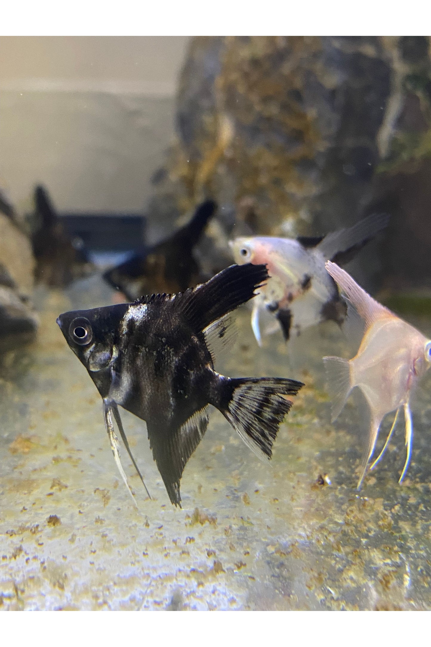 Angelfish - Mix - Nickel Size