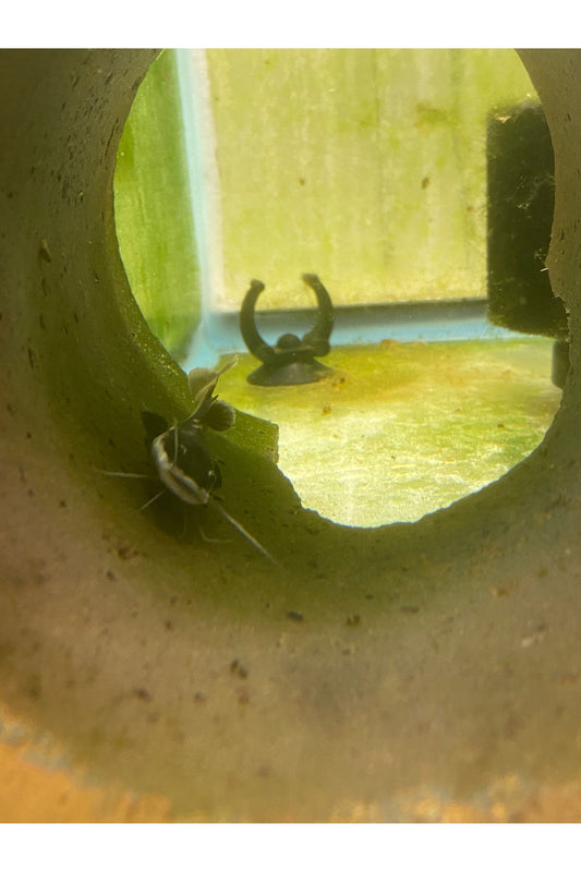 South American Red Tail Catfish