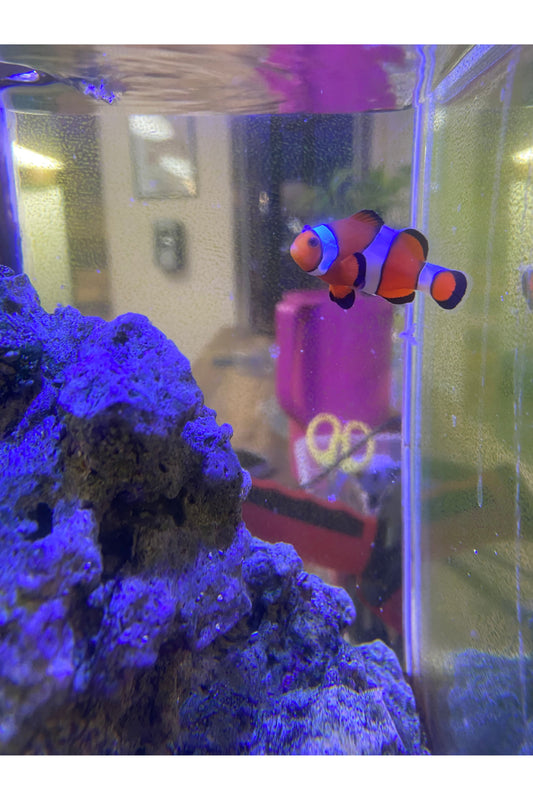 Ocellaris Clownfish