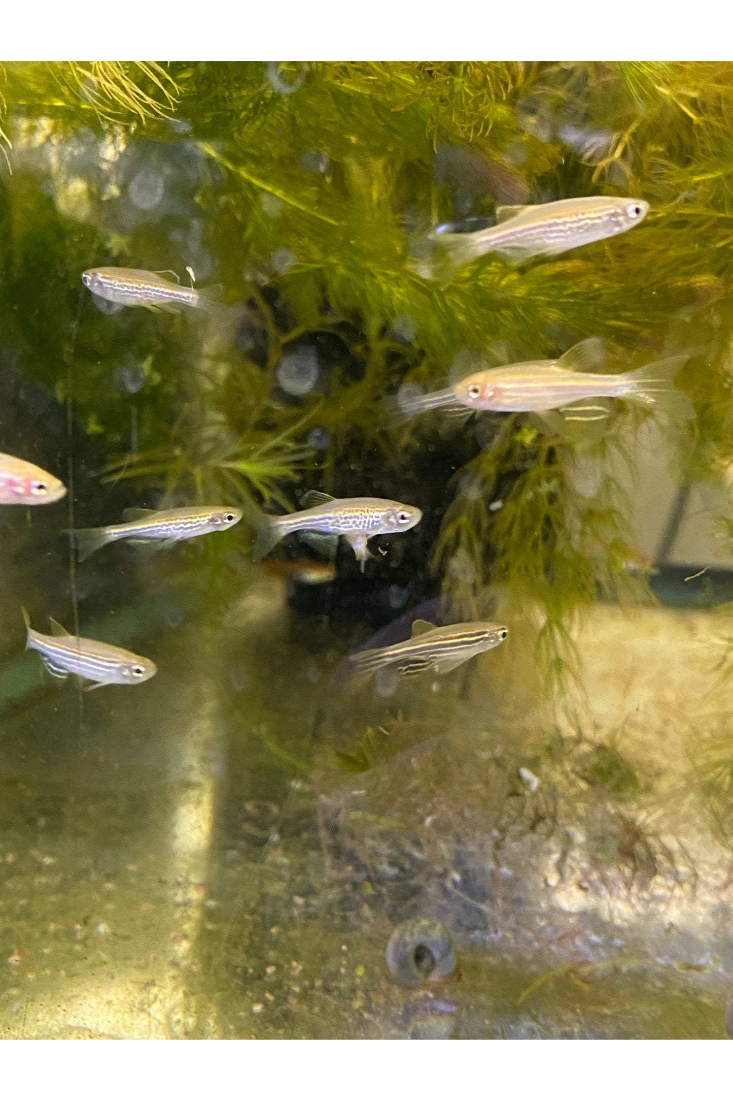 Zebra Danio - Mix